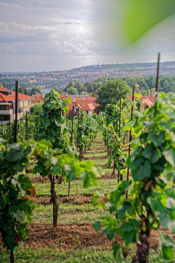 Apartmány Vinice Salabka Praga Exterior foto